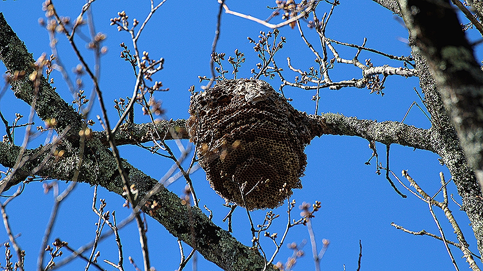 Un nido de avispa asiática.